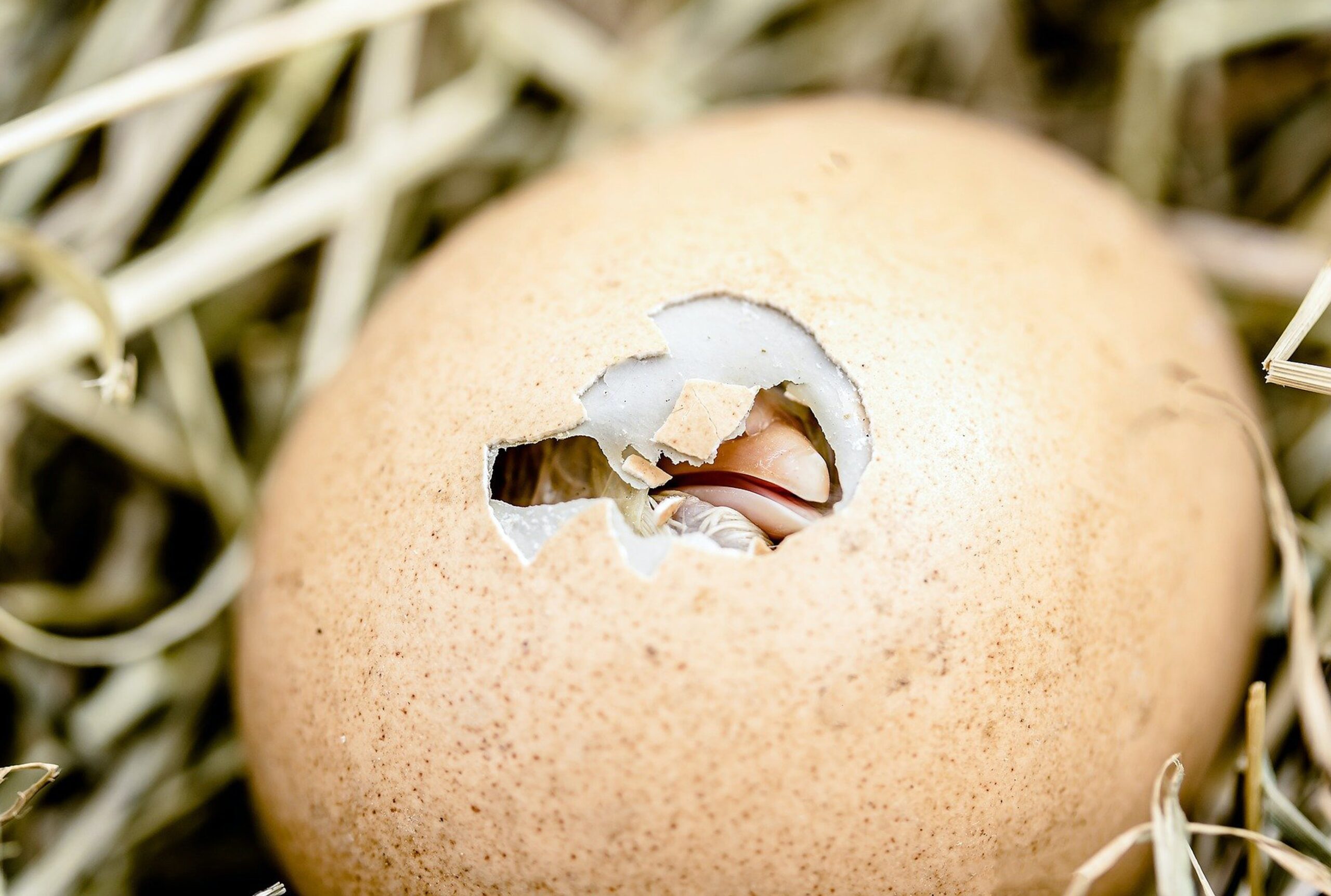 Unlocking the Secrets of Chick Vocalisation