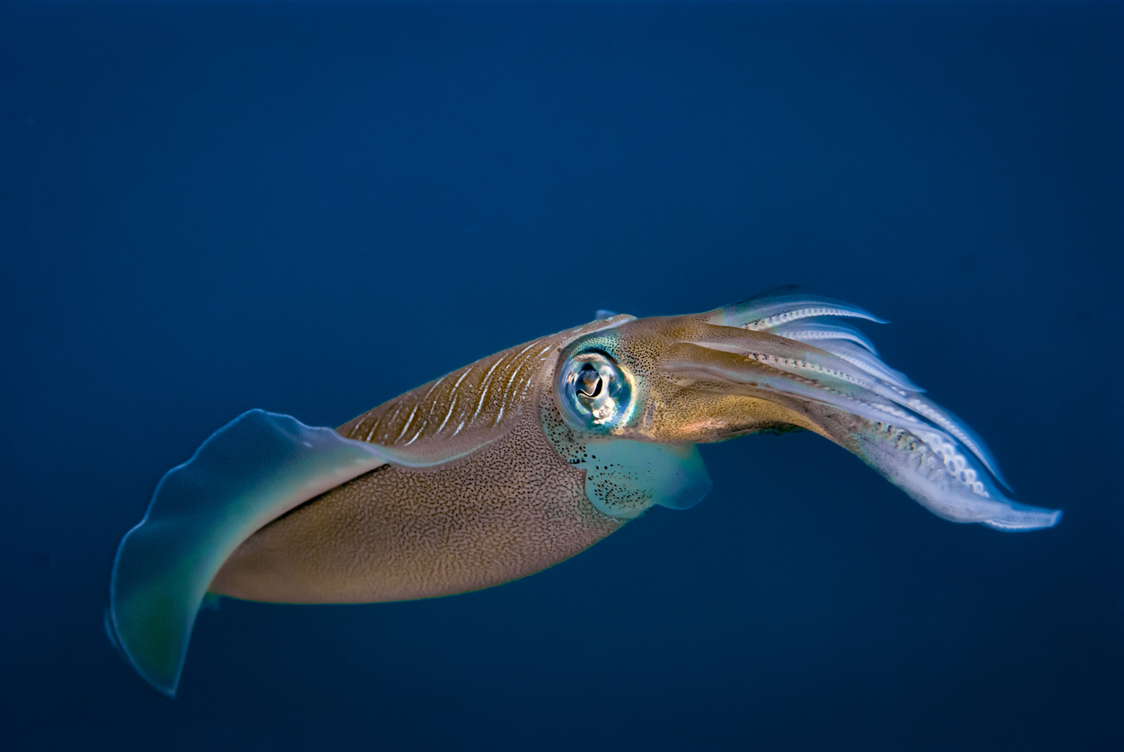 Squid Farming Gets a Boost